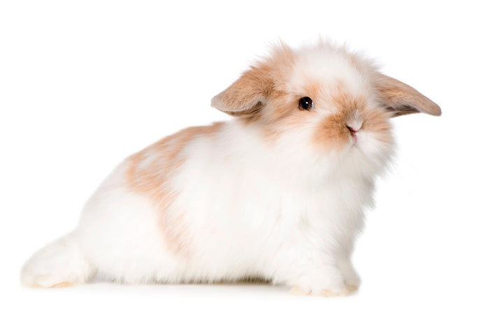What Is The Difference Between Vegan And Cruelty-Free Labels?